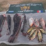 Procedimientos Los Pumas 29 - 04 - 16