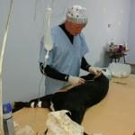 Castración de perro