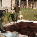 LOS PUMAS, OPERATIVOS QUE ARROJARON RESULTADOS POSITIVOS