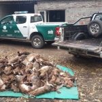 Procedimiento Los Pumas 09 - 06 - 16