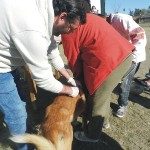 Vacunación Perros 11 - 06 - 16