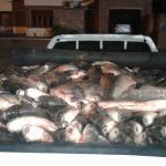 DECOMISARON MÁS DE MIL PIEZAS DE SÁBALO 1