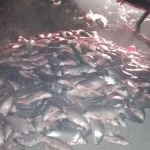 DECOMISARON MÁS DE MIL PIEZAS DE SÁBALO