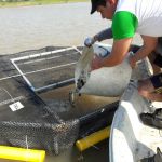 la-piscicultura-sigue-creciendo-y-se-estan-sembrando-mas-pacues