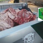 Los Pumas 04 - 09 - 16