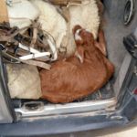 Operativo Seguridad 04 - 09 - 16 - 1