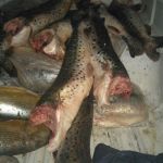 cayasta-decomisaron-pescado-1