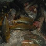 cayasta-decomisaron-pescado-4