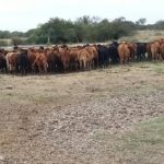 operativos-de-los-pumas-en-san-javier-y-otras-localidades