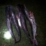 surubies-decomisados