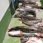 decomisan-pescado-en-san-javier