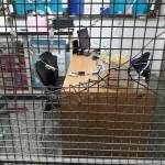 robaron-y-los-atraparon