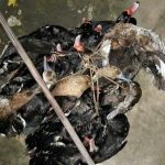 DECOMISAN PATOS POR CAZAR SIN LICENCIA, ESPECIES VEDADAS Y EN ZONA NO HABILITADA