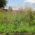 NOTIFICACIONES Y SACIONES POR BALDÍOS CON YUYALES