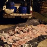 Los Pumas 20 - 02 - 17