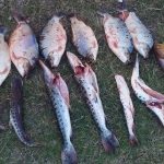 Los Pumas 16 - 03 - 17 - 1