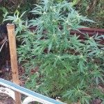 SANTA ROSA DE CALCHINES APREHENDIERON A SEIS PERSONAS Y SE RECUPERÓ ELEMENTOS ROBADOS 1