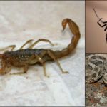 CHARLA SOBRE SERPIENTES Y ALACRANES EN EL CIC DE SAN JAVIER