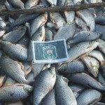 Decomiso Pescado Arroyo Leyes