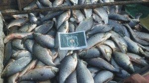 Decomiso Pescado Arroyo Leyes