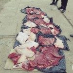 Decomiso Carpincho 2