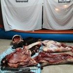 Prefectura - Abigeato