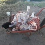 Ternero en Carretilla 2