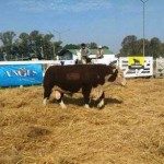 VERA - SE REALIZO EL REMATE DE LA GUAMPITA  (GANADEROS DE CERES) ESTANCIA BIELER