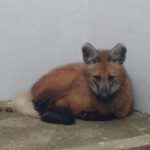 Aguará Guazú San Justo