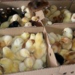 Robo Escuela 6099 - 2