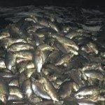 TIRAN 1600 SÁBALOS AL RÍO