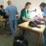 Castración septiembre