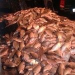 Decomiso 23 - 10 -17 - 1