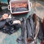 PROCEDIMIENTOS DE “LOS PUMAS” EN ARROYO LEYES, VERA, TOSTADO Y RECONQUISTA