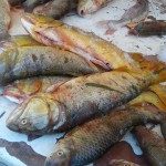 DECOMISARON GRAN CANTIDAD DE PESCADO EN HELVECIA 1