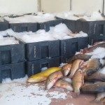 DECOMISARON GRAN CANTIDAD DE PESCADO EN HELVECIA
