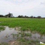 LA MESA NACIONAL DEL ARROZ SUSTENTABLE SE REUNIÓ EN SAN JAVIER 3