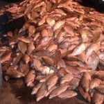 DECOMISARON 2500 SÁBALOS