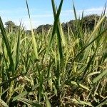 ARROZ. PRODUCTORES Y TÉCNICOS RECORRIERON CAMPOS DE MEJORAMIENTO GENÉTICO