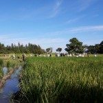 ARROZ. PRODUCTORES Y TÉCNICOS RECORRIERON CAMPOS DE MEJORAMIENTO GENÉTICO 2