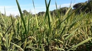 ARROZ. PRODUCTORES Y TÉCNICOS RECORRIERON CAMPOS DE MEJORAMIENTO GENÉTICO