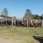Evacuación Ganado - Sociedad Rural