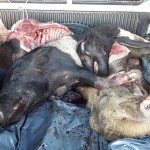 Los Pumas 08 - 02 - 18