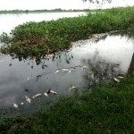 Mortandad de peces 06