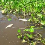 Mortandad de peces 1