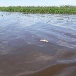 Mortandad de peces 2