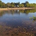 SOBRE LA MORTANDAD DE PECES EN ROMANG