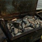 Decomisaron 1200 sábalos