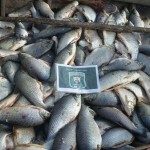 Decomiso de sábalos