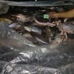 LA POLICÍA DE SEGURIDAD VIAL SAN JAVIER DECOMISÓ PESCADO EN LA RUTA 1
